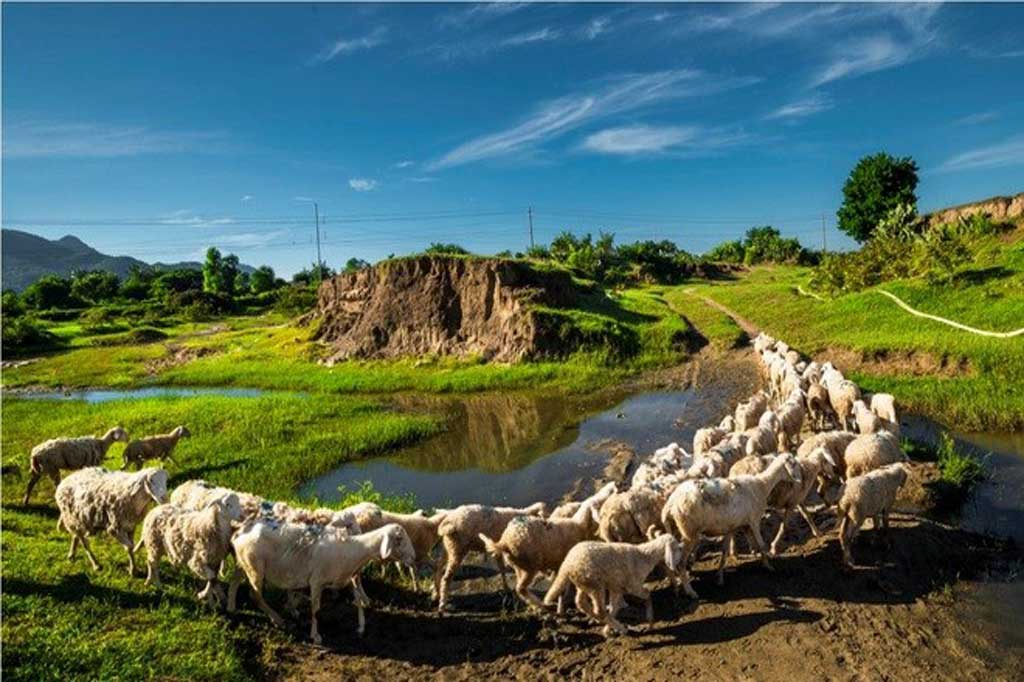 Đồng cừu An Hòa Ninh Thuận- Điểm check in gây sốt giới trẻ