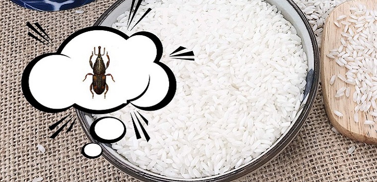 phòng ngừa mọt gạo