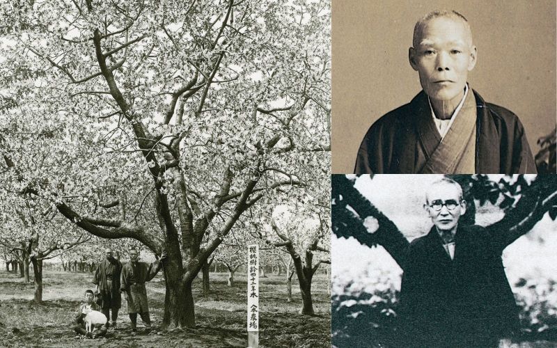 Lịch sử về giống anh đào Sato Nishiki